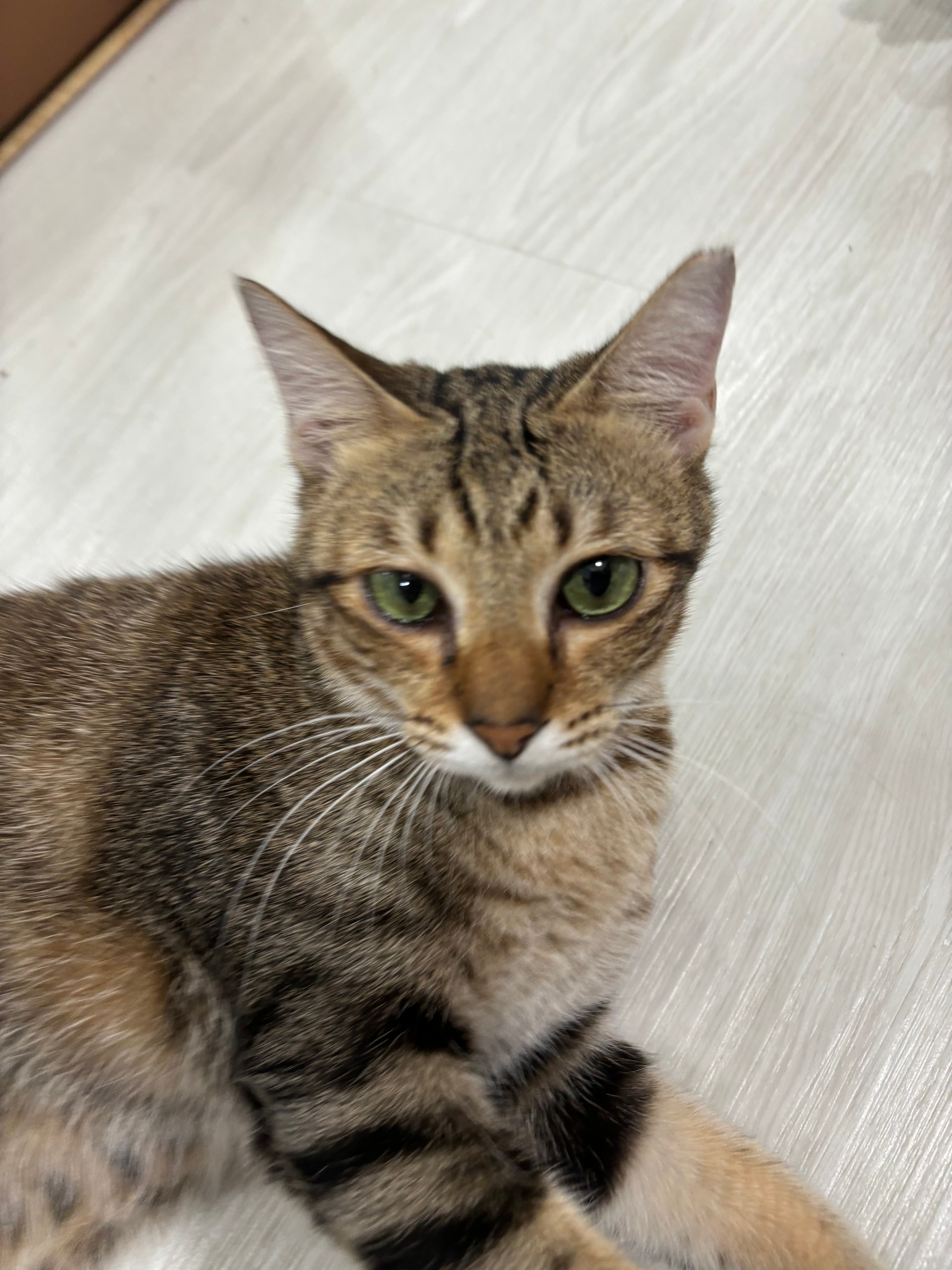 Mochi